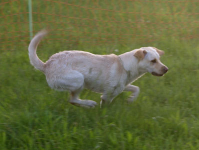 Molly